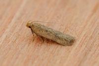 Bryotropha