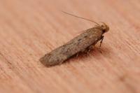 Bryotropha