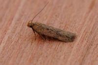 Bryotropha