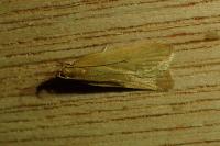 Helcystogramma rufescens