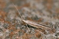 Coleophora dianthivora