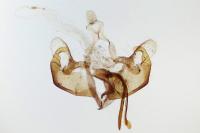 Coleophora dianthivora