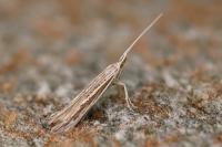 Coleophora dianthivora