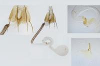 Coleophora dianthivora