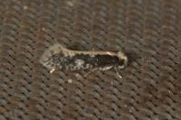 Monopis crocicapitella