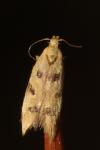 Mesophleps oxycedrella