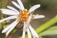 Coleophora linosyris