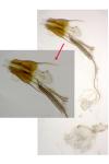 Coleophora linosyris