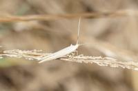 Coleophora linosyris