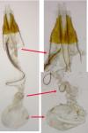 Coleophora linosyris