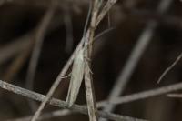Coleophora linosyris