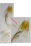 Coleophora linosyris