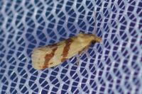 Aethes mauritanica
