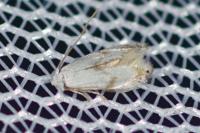 Pseudopostega crepusculella
