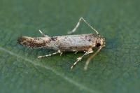 Coccidiphila gerasimovi