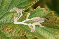 Cosmopterix zieglerella