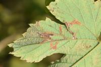 Cosmopterix zieglerella