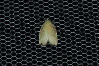 Carcina quercana