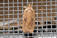Agonopterix