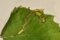 Stigmella sakhalinella