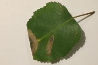 Parornix betulae