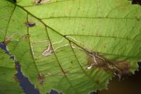 Stigmella microtheriella