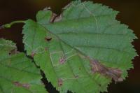 Stigmella microtheriella