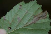 Stigmella microtheriella
