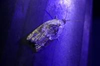 Acleris variegana