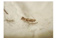 Bucculatrix maritima