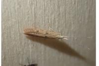 Coleophora salicorniae