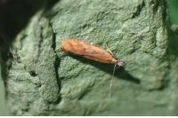 Dichomeris acuminata