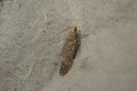 Exoteleia dodecella
