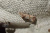 Lobesia indusiana/limoniana