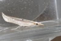 Ypsolopha nemorella