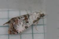 Neocochylis hybridella