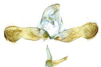 Grapholita lunulana