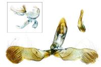 Grapholita lunulana