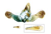 Grapholita lunulana