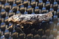 Carpatolechia decorella
