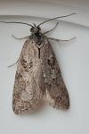 Cnephasia cupressivorana