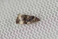Endothenia marginana