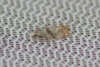 Cochylidia implicitana