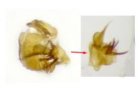 Cochylidia implicitana