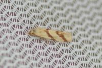 Aethes mauritanica