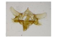 Aethes mauritanica