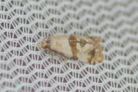 Phalonidia contractana