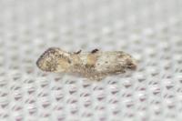 Epermenia ochreomaculella
