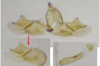 Epermenia ochreomaculella