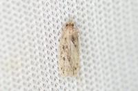 Hofmannophila pseudospretella